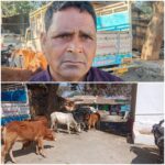 रायगढ़ पुलिस के ऑपरेशन शंखनाद से मवेशी तस्करों में हड़कंप — गौवंश तस्करी के खिलाफ कार्रवाई तेज