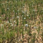 अफीम की अवैध खेती पर प्रशासन की तीसरी बड़ी कार्रवाई, जिला प्रशासन सख्त