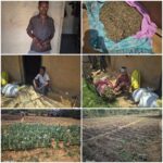 लैलूंगा के ग्राम नवीन घटगांव एवं मुड़ागांव में अवैध अफीम कार्रवाई में 3 आरोपियों पर एनडीपीएस एक्ट के तहत अलग-अलग अपराध दर्ज