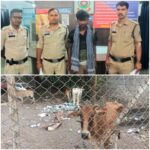 बूचड़खाने ले जाए जा रहे थे मवेशी कोतरारोड़ पुलिस की घेराबंदी में तस्करी नाकाम