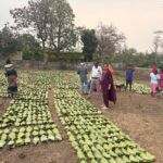 हरा सोना संग्राहकों की आय बढ़ाने की दिशा में बड़ा कदम